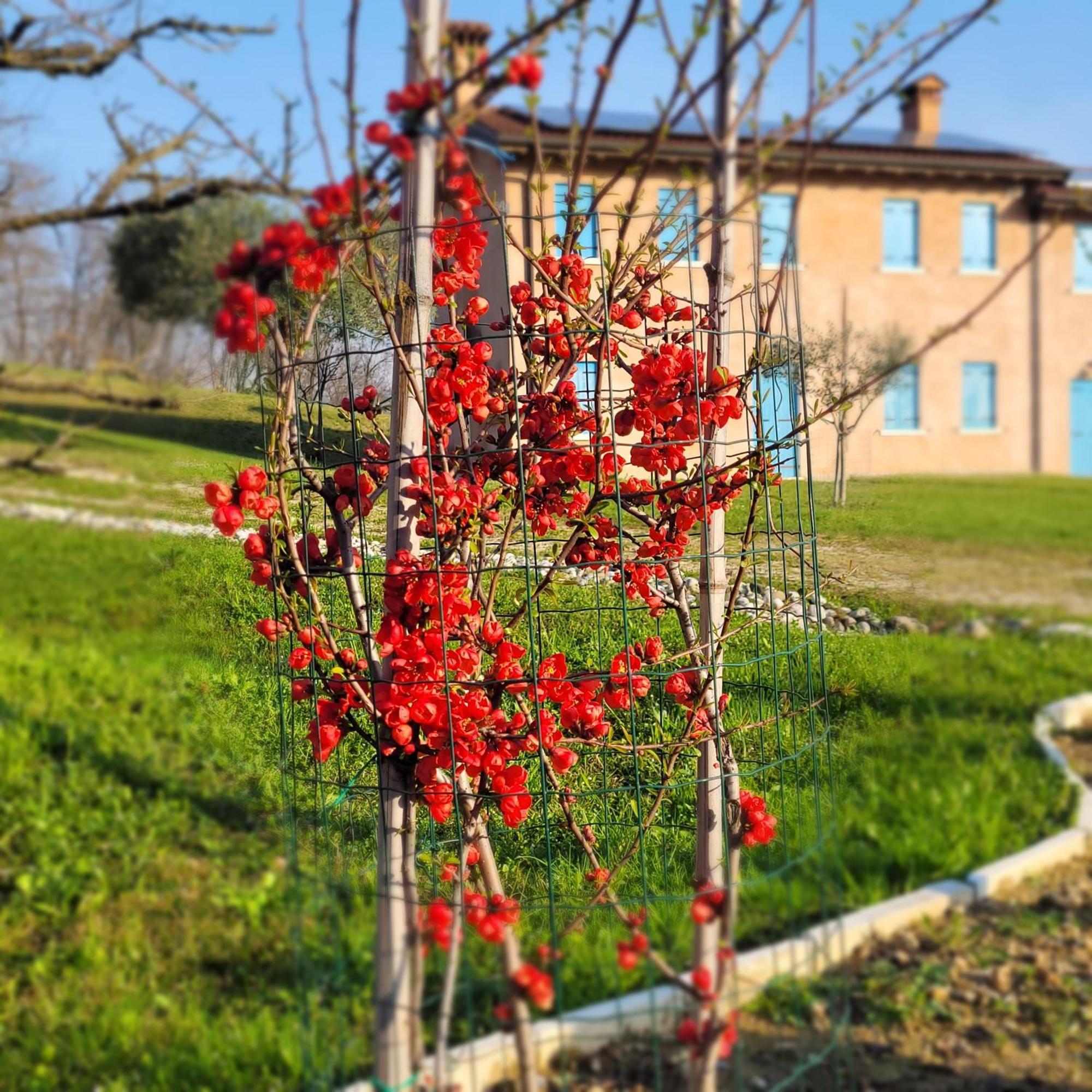Nikolas' Valley Cornuda Exterior photo