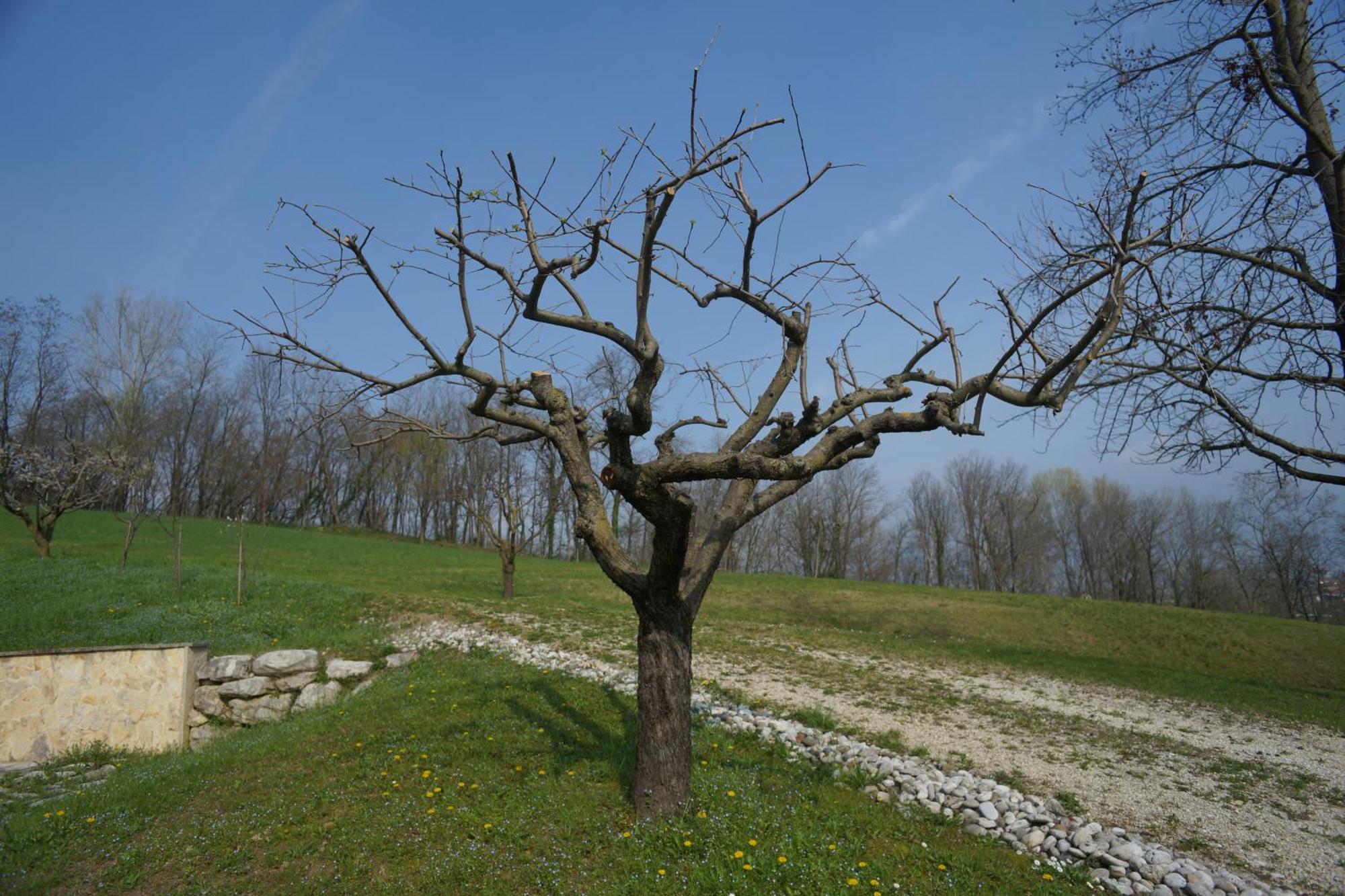 Nikolas' Valley Cornuda Exterior photo
